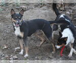 Small #2 Mutt