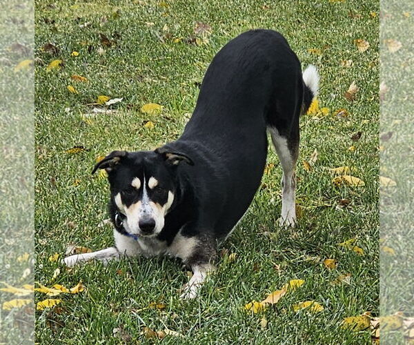 Medium Photo #6 Mutt Puppy For Sale in Fargo, ND, USA