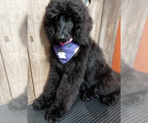 Poodle (Standard) Puppy for sale in MILES CITY, MT, USA