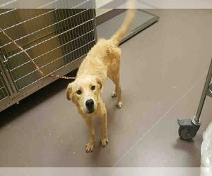 Labrador Retriever-Unknown Mix Dogs for adoption in Norman, OK, USA