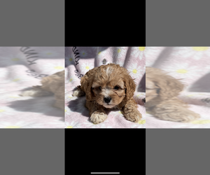 Cavapoo Puppy for Sale in NILES, Michigan USA