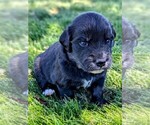 Puppy Orange Collar Australian Shepherd-English Cream Golden Retriever Mix