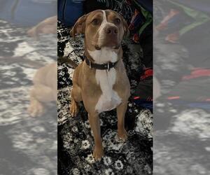 American Foxhound Dogs for adoption in San Antonio, TX, USA
