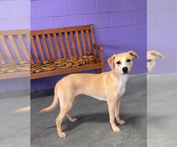 Medium Photo #1 Labrador Retriever-Unknown Mix Puppy For Sale in Genesee, WI, USA