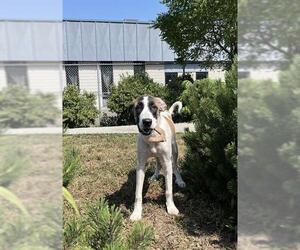 Saint Bernard-Unknown Mix Dogs for adoption in Toronto, Ontario, Canada