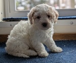 Puppy 4 Bichpoo