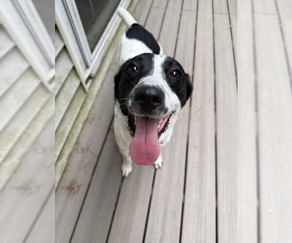 Medium Photo #8 Border Collie-Unknown Mix Puppy For Sale in Boston, MA, USA