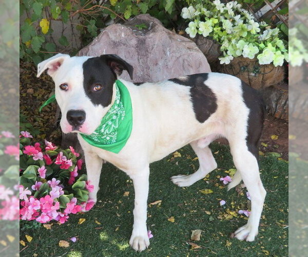 Medium Photo #1 American Pit Bull Terrier-Unknown Mix Puppy For Sale in Oklahoma City, OK, USA