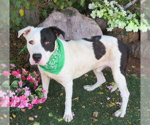 American Pit Bull Terrier-Unknown Mix Dogs for adoption in Oklahoma City, OK, USA