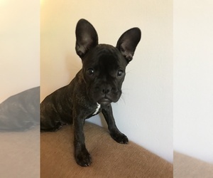 French Bulldog Puppy for sale in HAMPSTEAD, MD, USA