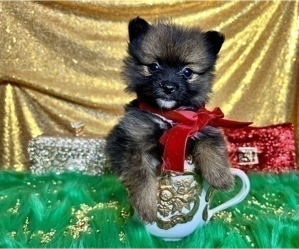 Medium Photo #52 Pomeranian Puppy For Sale in HAYWARD, CA, USA