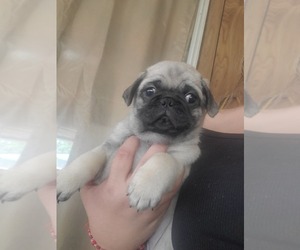 Pug Puppy for sale in WEST COVINA, CA, USA