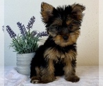 Small Photo #1 Yorkshire Terrier Puppy For Sale in FRANKLIN, IN, USA