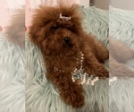 Small #6 Poodle (Toy)