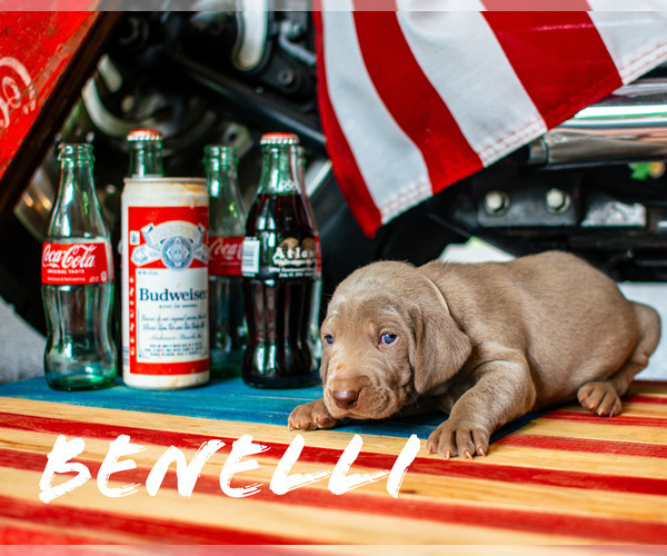 Medium Photo #3 Weimaraner Puppy For Sale in TALKING ROCK, GA, USA