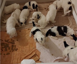 Sheepadoodle Puppy for sale in VISTA, CA, USA