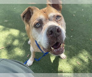 Mutt Dogs for adoption in  Gainesville, FL, USA