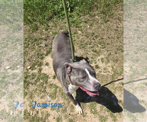 Jamison - Male American Bulldog-Unknown Mix Dog for Adoption - Photo #2