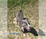 Small #1 American Bulldog Mix