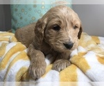 Small Photo #3 Goldendoodle Puppy For Sale in WOODBURN, IN, USA