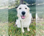 Small #1 Great Pyrenees