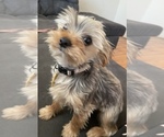 Small Photo #1 Yorkshire Terrier Puppy For Sale in MANTECA, CA, USA