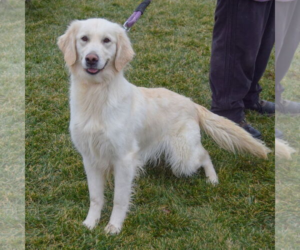Medium Photo #6 Golden Retriever Puppy For Sale in Huntley, IL, USA