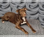 Small #11 American Pit Bull Terrier-Labrador Retriever Mix