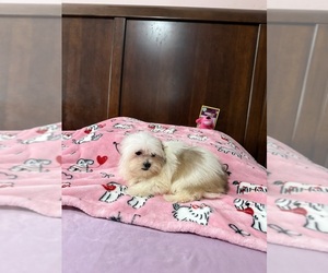 Mal-Shi Puppy for sale in BENSON, NC, USA