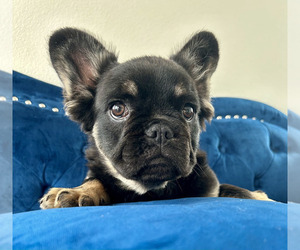 French Bulldog Puppy for sale in SAN MARINO, CA, USA