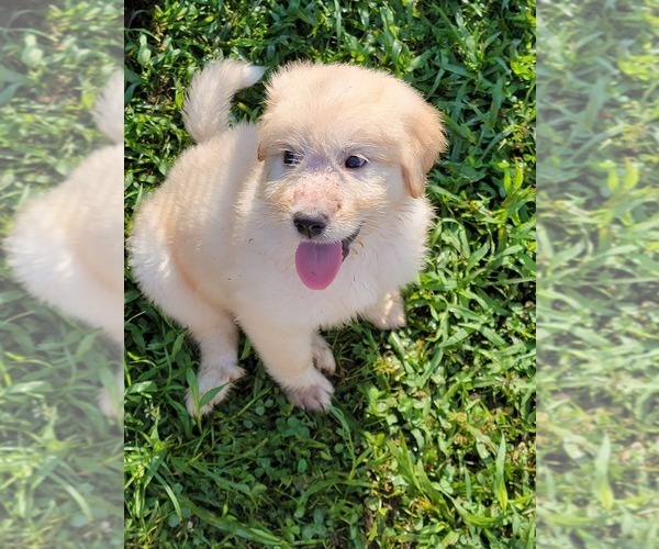 Medium Photo #2 Pyredoodle Puppy For Sale in WYANDOTTE, OK, USA