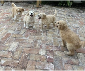 Goldendoodle Puppy for Sale in FRANKLINTON, Louisiana USA