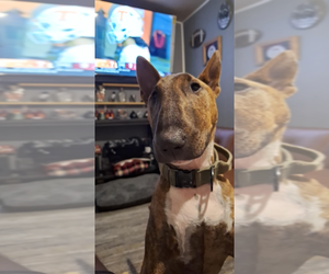 Bull Terrier Dogs for adoption in BRISTOL, TN, USA