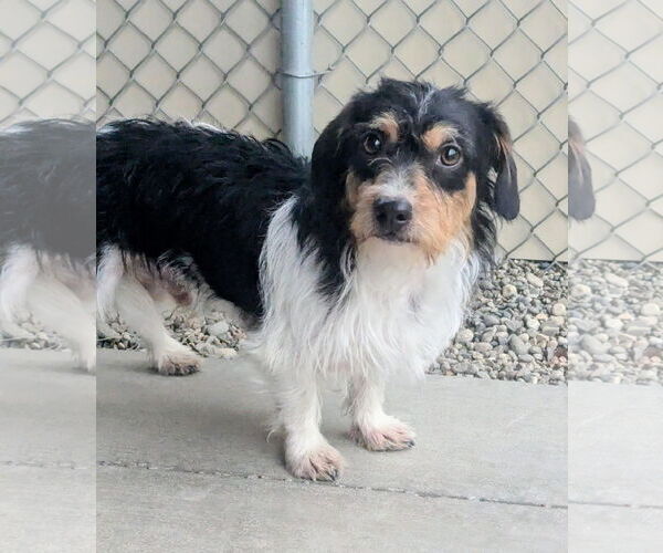 Medium Photo #1 Schweenie Puppy For Sale in Emmett, ID, USA