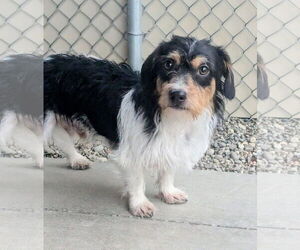 Schweenie Dogs for adoption in Emmett, ID, USA