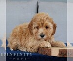 Small #3 Goldendoodle (Miniature)