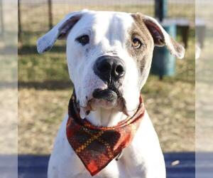 Mastiff-Unknown Mix Dogs for adoption in San Antonio, TX, USA