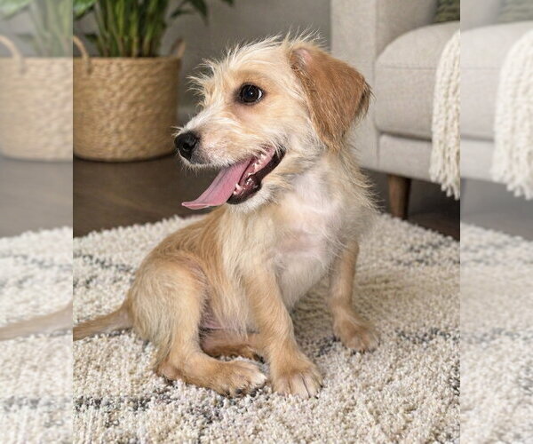 Medium Photo #1 Mutt Puppy For Sale in Phoenix, AZ, USA