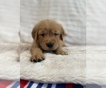 Small Photo #8 Golden Retriever Puppy For Sale in IRWIN, PA, USA