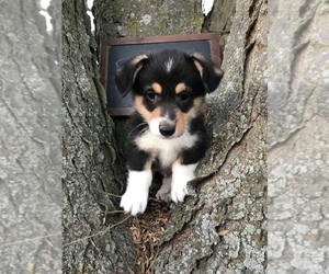 Pembroke Welsh Corgi Puppy for sale in ARCOLA, IL, USA