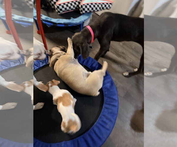 Medium Photo #3 Mutt Puppy For Sale in Goodyear, AZ, USA