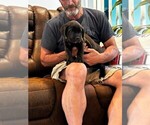 Small #4 Cane Corso