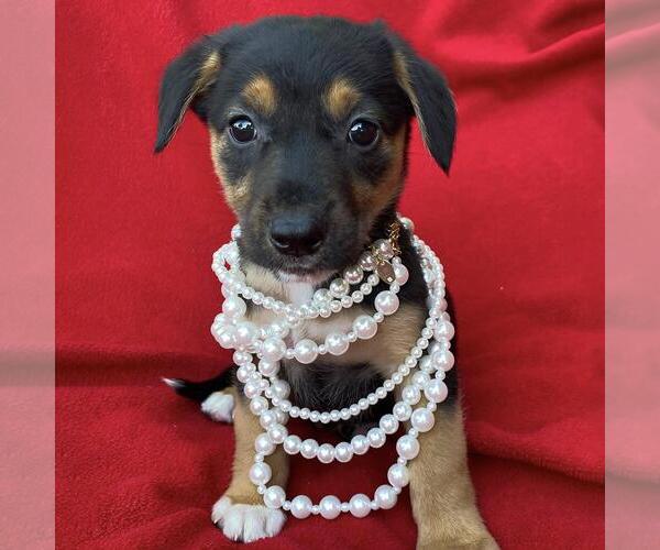 Medium Photo #1 Labrador Retriever-Unknown Mix Puppy For Sale in San Diego, CA, USA