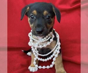 Labrador Retriever-Unknown Mix Dogs for adoption in San Diego, CA, USA
