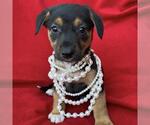 Small Labrador Retriever Mix