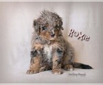 Small Photo #12 Bernedoodle Puppy For Sale in WEST SALEM, OH, USA