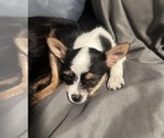 Mazie - Female Chorkie Puppy for Sale - Photo #10