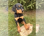Small Photo #5 Rottweiler Puppy For Sale in MIDDLEBURY, IN, USA
