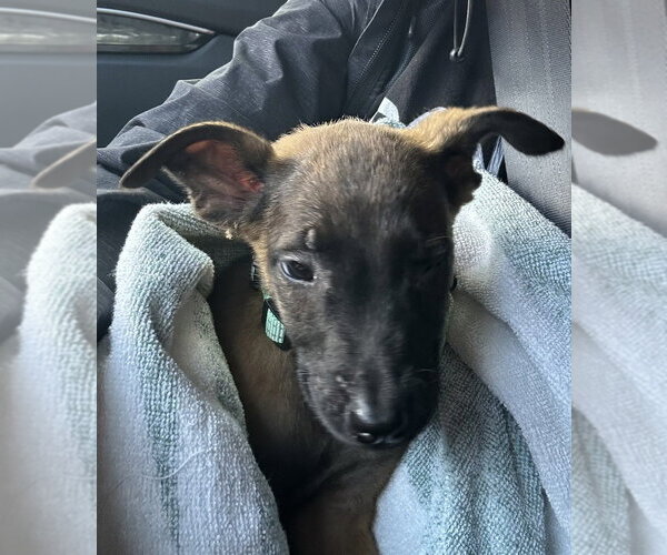 Medium Photo #4 Mutt Puppy For Sale in Imlay City, MI, USA