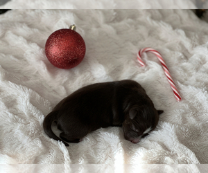 Miniature Australian Shepherd Dog for Adoption in DENTON, Texas USA